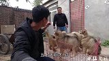 雪橇三傻之阿拉斯加，幼犬走起路来一扭一扭，模样真是可爱极了