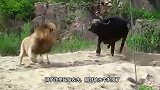 狮子集体围攻水牛，生死关头水牛发飙，结局发生大反转