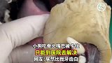 小狗吃骨头嘴巴被卡住
