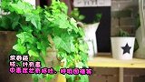 农村常见有毒植物 看看你认识几种