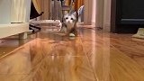 弹跳小娃子 你们家的猫猫也会这样跑步嘛？小马猫跑起来 娱乐评论大赏