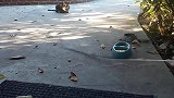 院里来了一只饥饿的流浪猫，想给点食物却舍不得，只能逗会猫了
