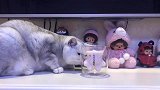 拒绝猫爪杯，从猫开始