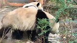 熊猫：奶妈就喜欢这么可爱的国宝，咋滴