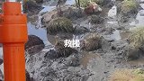 惊险牛掉进深坑，竟然发生了这件事