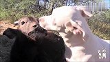 斗牛犬见到小母牛上去就一顿“狂吻”，给小母牛都亲懵了