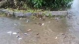 小区水泥路上全是鱼