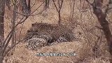 凶残！花豹一招锁喉直接杀死猎豹并把它拖走，猎豹真够惨的