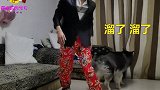 二货主人给狗子跳舞，狗子的反应简直经典，不笑你来打我