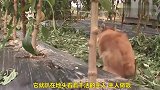 没有四肢的小狗狗，爬着也要去外面解手，太懂事了