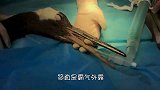 鳄鱼和同伴互看不顺眼，整日疯狂打斗，嘴都被打断了！