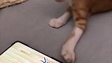 给猫咪玩游戏，当它看到蜘蛛的时候嗖一下跑走了，原来猫主子也有害怕的东西