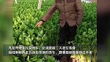 一些地方农民缘何毁菜？农民日报：勿让“加码”伤农