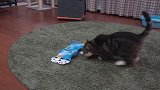 地毯上玩耍的猫咪，不过这看上去有点肥啊，还不快减肥