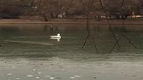 一夜醒来湖面结冰了，一只鹅在求救我要不要去