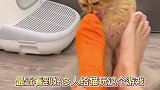 猫咪智商低怎么办，挺急的在线等