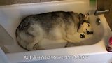 主人把犯错的斗牛犬放在桌子上,狗子吓得瑟瑟发抖,真是太搞笑了