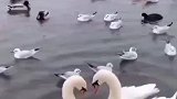 真·天鹅舞，一对天鹅在湖里翩翩起舞
