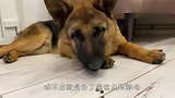 德牧熟睡咋叫都不醒，铲屎官一招搞定，差点笑岔气