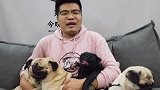 给巴哥法斗买衣服，尤其要注意胸围哦，自己测量好了再下手