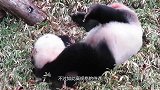 最没面子的“国宝”，肉成了狗粮，皮毛还出口海外