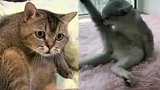 猫咪第一次看“猫片”，样子有点激动，太搞笑了