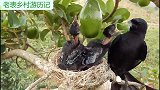 实拍鸟儿捉虫子喂食，整个过程让人感叹母亲的伟大
