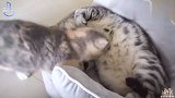 外表可爱的小奶猫脾气火爆，吓得大猫躲在被窝里不敢出来！