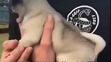 这小尾巴摇的这么快一定很开心