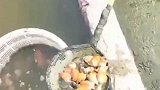 无意间拍到一幕，这么小的池子有这么多鱼，这一幕真是开眼了！