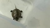 龟品文艺的视频
