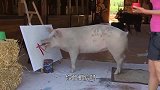 动物界“毕加索”，一幅画卖元，人送外号猪加索！