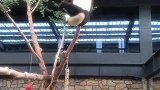 熊猫：谁来救救我，我被卡在树上了！