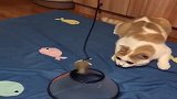 小哥钓猫，看起来效果不错，回家拿我家大猫试试