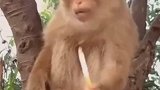 猴子的聪明劲