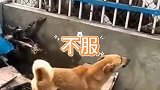 没想到长得像个猫这么厉害
