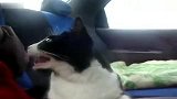 晕车猫的超级销魂表情