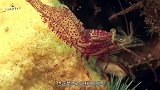 飓风过后，海滩出现“神秘尸体”，专家仔细一瞧不淡定了！