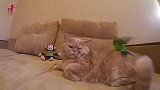 大黄猫有个小绿鸟作陪，你的生活谁作陪，真是生活不如猫啊