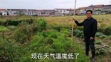 秋辣椒别在吵着吃，朱嫂教你秋辣椒用陈菜水泡制，看着就食欲大增