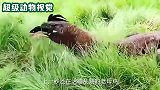 巨蜥在草丛里找老母鸡，几次失败后，学会捕捉会飞的老母鸡