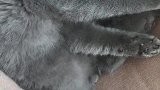 猫：铲屎官不陪我玩，我只好自娱自乐了！