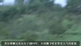 查尔雄狮兄弟帮助狮群捕猎野牛，凭借的就是强壮的体格