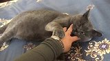 蓝猫：哎刺挠那是我痒痒肉，行了我离你远点吧招猫烦！
