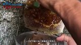 小伙野外探险突然在石头缝发现蜜蜂，掰开一看满是诱人蜂巢蜂蜜