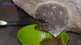 小伙野外探险突然在石头缝发现蜜蜂，掰开一看满是诱人蜂巢蜂蜜