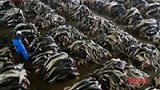 日本鱼翅工厂堆千余鲨鱼尸体 割鳍后即被弃-7月18日