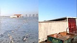 夏天下大雨被淹，大雪后，农家院被冻住独伫冰面