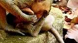 小猴子对中国游客的愤怒如此严重，甚至他如此小，小猴子全身发热
