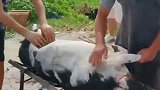 农村最高礼仪，如果用这个招待，证明把你当自家人了！